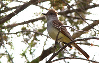 Ash-throated Flycatcher 4
