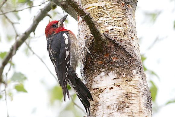 Red-breasted Sapsucker 2