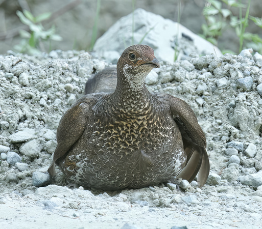Sooty Grouse female May 16 2023 Stave Lake - 1 of 1-topaz