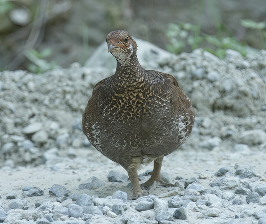 Sooty Grouse female May 16 2023 Stave Lake - 1 of 1 (2)-topaz