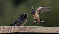 Barn Swallow feeding 2 Aug 20 2013 wilband