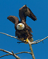 American Bald Eagle 4 Bbay Aug 13 2013 wings up