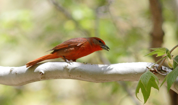 Hepatic Tanager 2