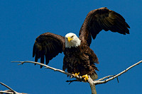 American Bald Eagle 5 Bbay Aug 13 2013 wings up