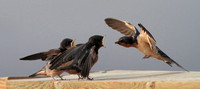Barn Swallow feeding 4 Aug 20 2013 Wilband