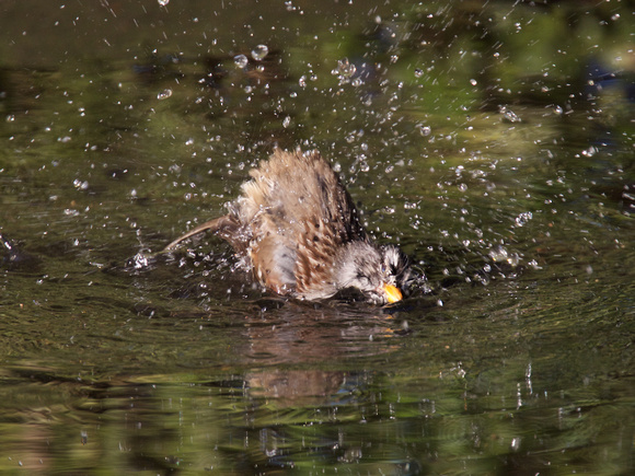 White-crowned Sparrow Bathing Dec 17 2015 Matsqui  2126