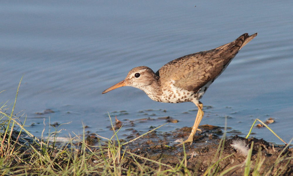 Spotted Sandpiper adult