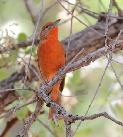 Hepatic Tanager 3