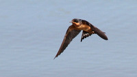 Barn swallow 3