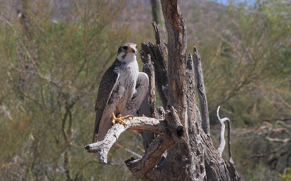 Prairie falcon 1