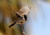 Black-throated Sparrow Bird Forum