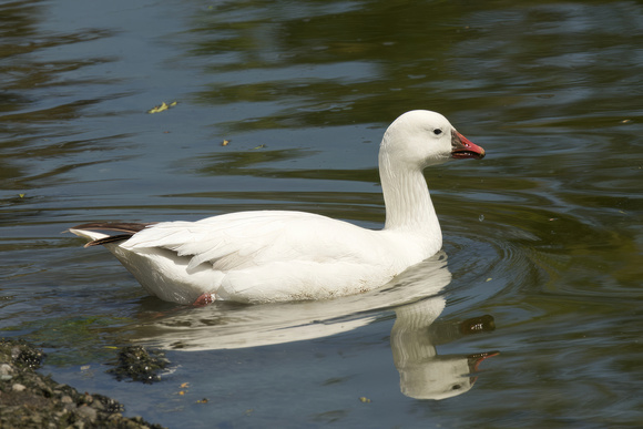 Ross's Goose May 2 2023 Sardis Pond  - 1 of 1 (1)-topaz