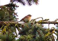 Siberian Accentor Jan 20 2016 160 and Colebrook Surreyy  2377