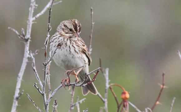 Savannha Sparrow 2