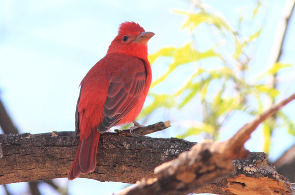 Summer Tanager 4