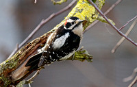 Downy Woodpecker male Dec 19 2013 home  205