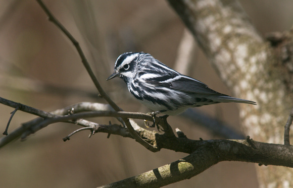 Black and White Warbler Mar 18 2014 Padre  370