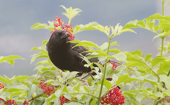 Northwestern Crow elder berries
