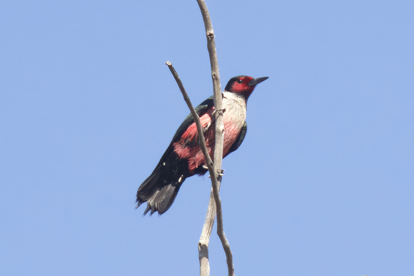 Lewis's Woodpecker Apr 30 2023 Lac Du Bois Rd - 2 of 2-topaz