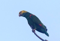 Yellow-headed Parrot Apr 13 2014 Brownsville  768