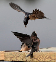 Barn Swallow feeding 3 aug 20 2013 Wilband