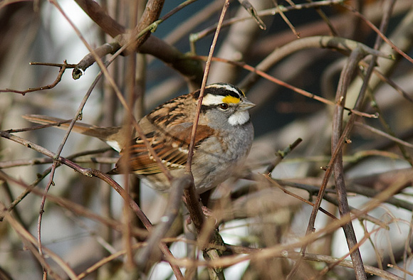 White-throated Sparrow Dec 18 2013 GBH reserve  200