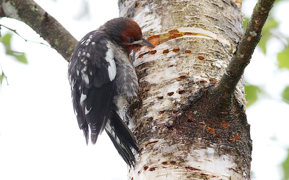 Red-breasted Sapsucker juvenile 3