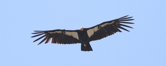 California Condor 2