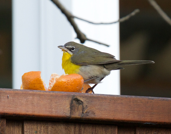 Yellow-breasted Chat Jan 1 2016 Victoria  2312