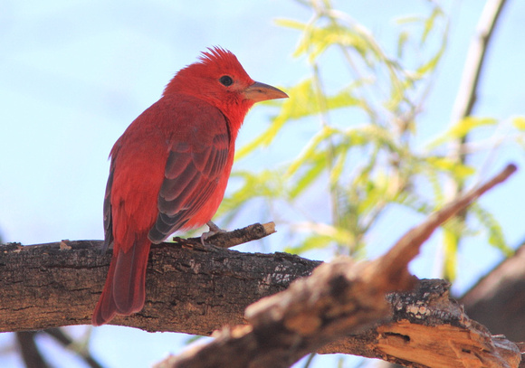 Summer Tanager 2