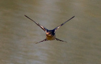 Barn Swallow adult flight wilband july 23 2013
