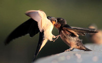 Barn Swallow feeding young Aug 19 2013 Wilband