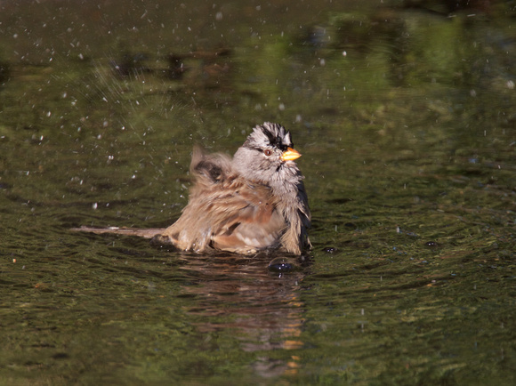 White-crowned Sparrow Bathing Dec 17 2015 Matsqui  2125