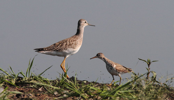 Lesser yellowlegs and Spotted Sandpiper Aug 5 2013 Wilband