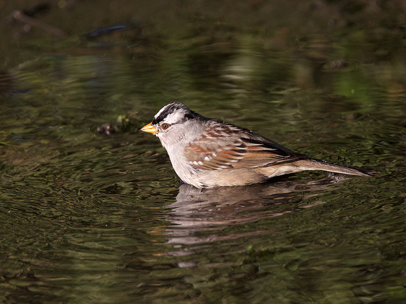 White-crowned Sparrow Bathing Dec 17 2015 Matsqui  2123