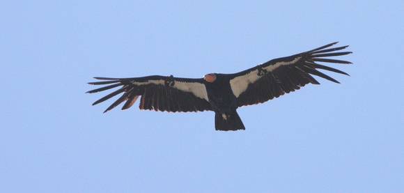 California Condor 1