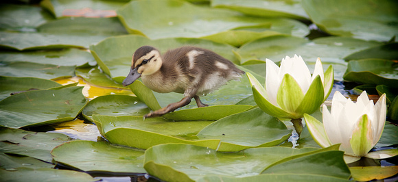 Mallard Duckling lily pads