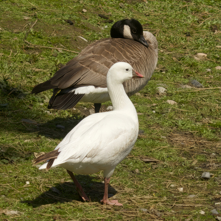 Ross's Goose May 2 2023 Sardis Pond  - 1 of 1-topaz