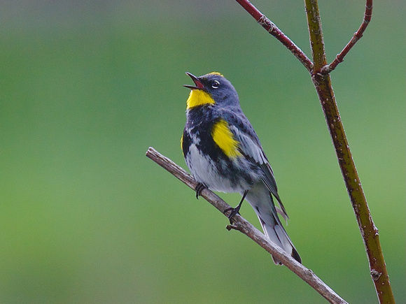 Yellow-rumped Warbler May 17 2022 Cheam - 2 of 2