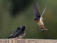 Barn Swallow feeding 1 Aug 20 2013 Wilband
