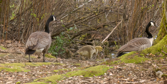 Canada Geese with gosling Mill Lake Apr 18 2023 - 1 of 1-topaz