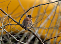 Siberian Accentor Jan 20 2016 160 and Colebrook Surreyy  2378