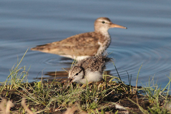 Spotted Sandpiper and adult 2