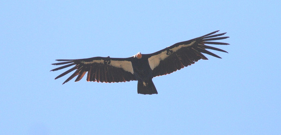 California Condor 3