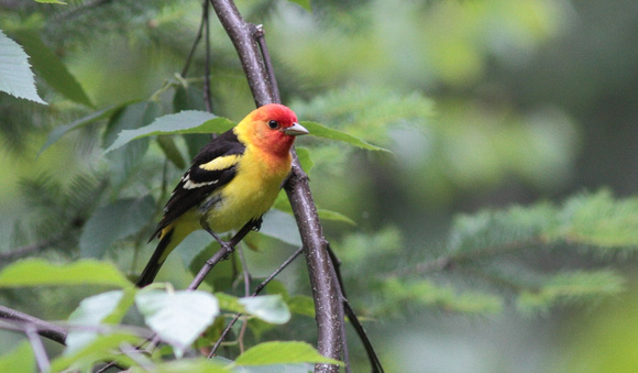 Western Tanager 1