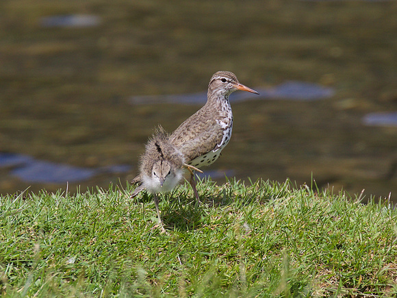 Spotted sandpiper and chicks June 22 2016 Fountain Lake Lillooet  4078