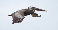 Brown Pelican 20130906