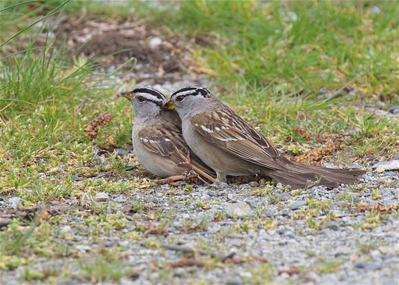 White-crowned Sparrows mating Apr 16 2016 Pitt meadows  3672