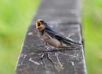 Barn Swallow fledgling July 10  2016 Wilband  4158