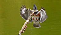 Belted Kingfisher 12